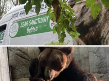 От бетонна клетка до гората: мечокът Явор намери нов дом в Белица