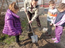 Дърво-феникс расте в двора на ОУ "Д-р Петър Берон"