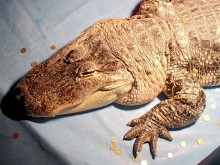 Крокодили щъкат из улиците на Банкок