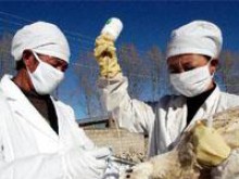 Нископатогенен щам на инфлуенца е установен в 4 ферми за патици