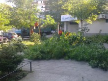 Откраднаха овощни дръвчета