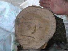 Хора се стичат в дома на баба заради чудо на дърво