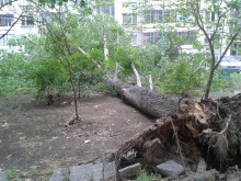 Огромно дърво падна и едва не отне човешки живот в "Кючук Париж"