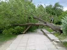 Огромно дърво падна близо до детска площадка!