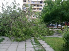 След бурята: 41 сигнала за паднали дървета в Пловдив и областта