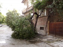 Отстраняват поредното паднало дърво след сигнал на Plovdiv24.bg