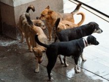 235 са безстопанствените кучета, заловени в Пазарджик
