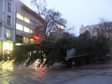 Елхата за площада пристигна от Забърдо