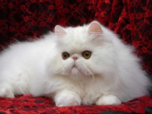 Кючукпарижанин отглежда вкъщи зайци, кучета и котки! Тормози съседите!