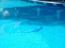 НАП наблюдава оборотите на басейните в Пловдив