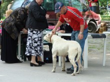 Внимание: Агресивно куче напада в "Кючук Париж"! Издирват го!