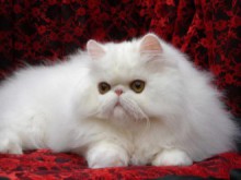 Днес е Международният ден на котките
