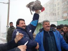 Петел стана курбан за ромската Нова година