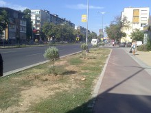 Ново екзотично озеленяване в "Северен"