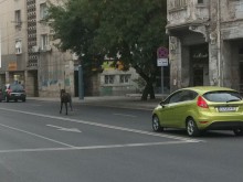 Галопиращо конче едва не предизвика инциденти по бул. "Шести септември"