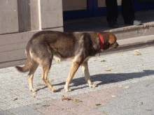 Агресивна глутница кучета в "Южен" напада хора в малките часове на денонощието!
