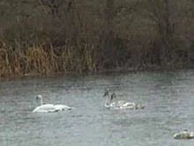 Лебеди зимуват във водите на Марица край Пловдив