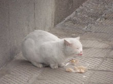 Неизвестни масово тровят котки в Пловдив, слагат стъкла в парчета риба!