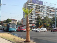 Няма да има масово залесяване с палми в Пловдив