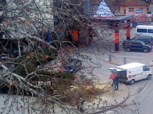 След сигнал на Plovdiv24.bg: Глобиха хотел "Лайпциг" заради отрязано дърво