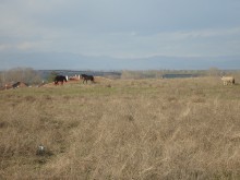 Свободно пуснат кон едва не причини тежка катастрофа