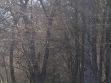 Започва традиционната "Седмица на гората" в Пловдив