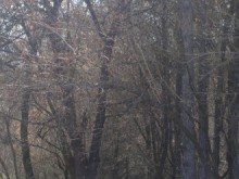 С откриване на герб на РДГ Пловдив връчиха наградите "Лесовъд на годината"
