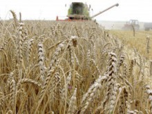 Пшеницата поевтиня с 20%, цената на хляба не мърда