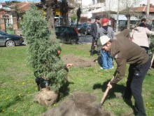 Засадиха аризонски кипариси по бул. "Македония"