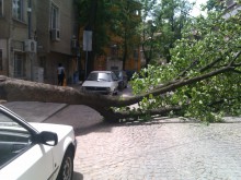 Огромно дърво се строполи близо до Цар Симеоновата градина