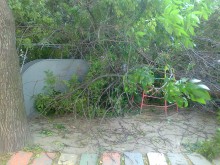 Дърво се сгромоляса отново, този път върху детска площадка! Едно хлапе пострада!
