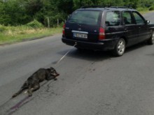 Разследват служители на прокуратурата и полицията заради кучето от Тополово