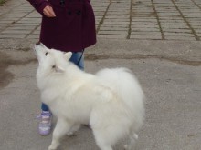 Кампания за подпомагане на кастрацията на домашни кучета 