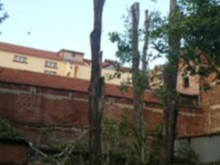 Тополи застрашават околни сгради в Пловдив, окастриха ги