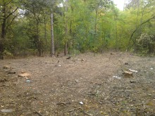 Шефът на "Градини и паркове": Безразборна сеч в "Лаута" няма!