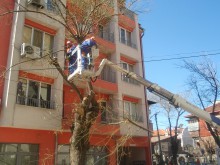 Започва санитарна сеч в "Южен"