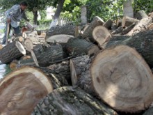 Продават на търг 36% от дървесината за 2014 година