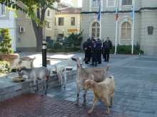 Народът полудя: Кози цъфнаха в Центъра на Пловдив на протест!