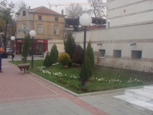 Разчупват визията пред Дома на културата с лавровишни и туи