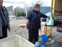 Язовирите били препълнени с риба за Никулден