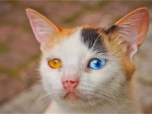Българско коте изуми света