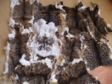 Пловдивчанка продава котешки кожи в нета