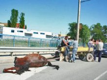 Умрял кон затрудни движението по надлез "Родопи"