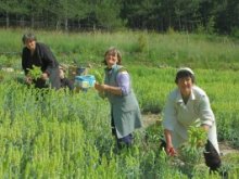 Пазят с патлаци родопската виагра