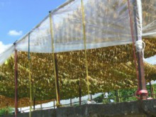 МЗХ: Изкупиха над 90% от произведения в страната тютюн