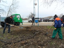 Засадиха чинари на мястото на част от тополите на Гребната база