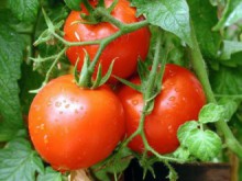 Пловдивски учени възраждат вкуса на соцдомата