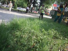 Незаконно: Режат акации в Пловдив!