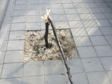 Вандали вилнеят по бул."Марица-юг"