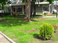 Брутално: Изтръгнаха кипарис пред Градския дом на културата!